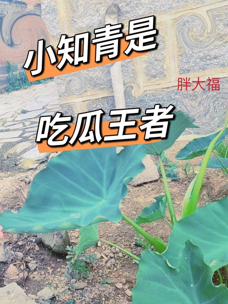 小知青是吃瓜王者吗