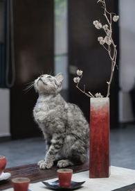 猫与百合花