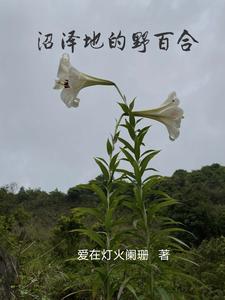 沼泽地的野百合怎么种植